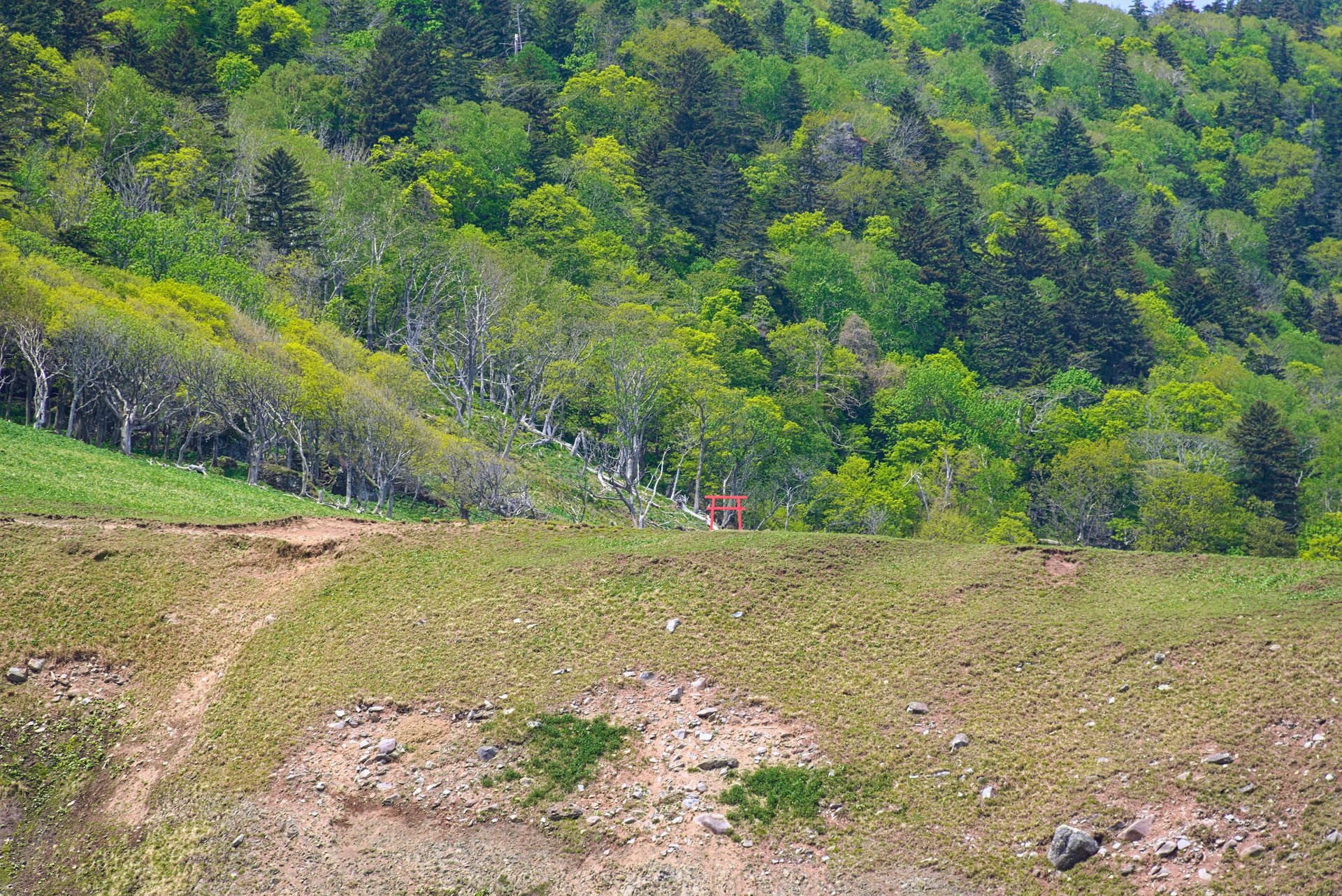 Torii on hillside, Shiretoko peninsula