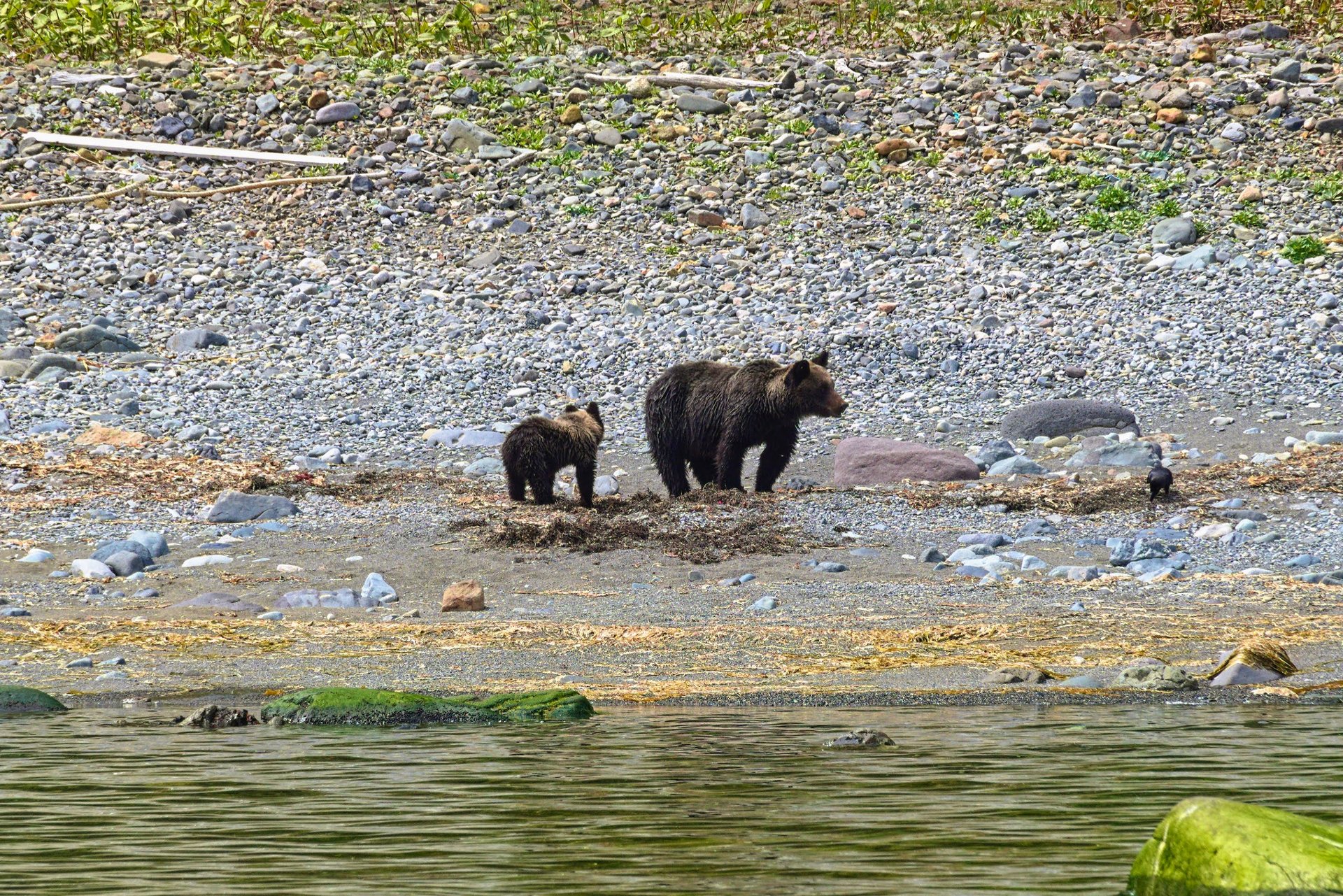 Brown bears, Shiretoko peninsula